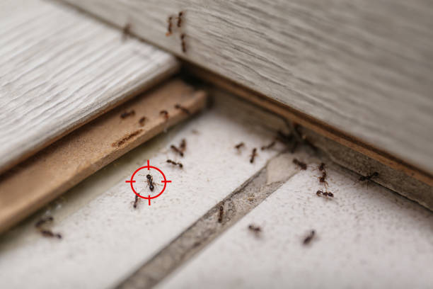 Best Residential Pest Control  in Leetonia, OH